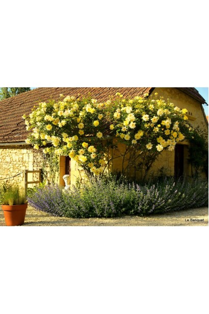 Троянда плетиста Голден Шауерс посадка